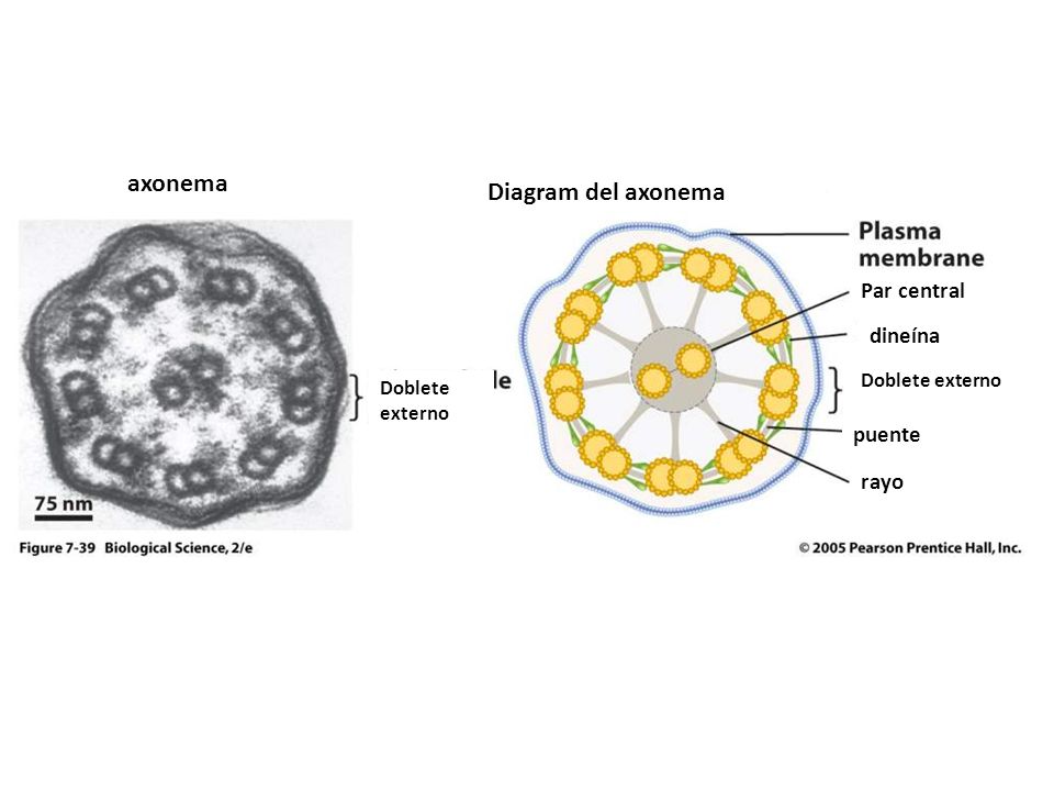 funcion del axonema del espermatozoide funcion del axonema del espermatozoide